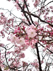 20250410_思川桜_五分咲